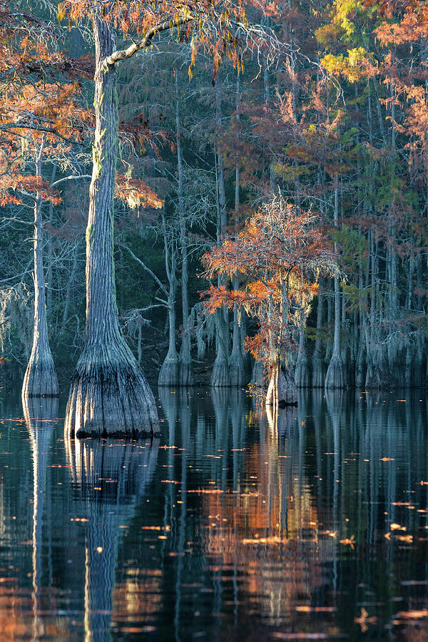 Lonely Cypress Photograph by Alex Mironyuk - Fine Art America