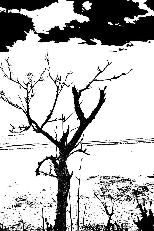 Lonely Tree In Graphics   Mixed Media by Aleksandrs Drozdovs