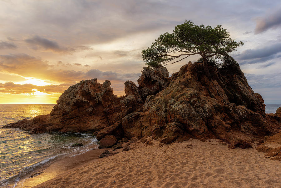 Lonely tree at sunrise on the beach of Fenals, Lloret de Mar by Vicen Photography Lonely tree at sunrise on the beach of Fenals, Lloret de Mar by Vicen Photography