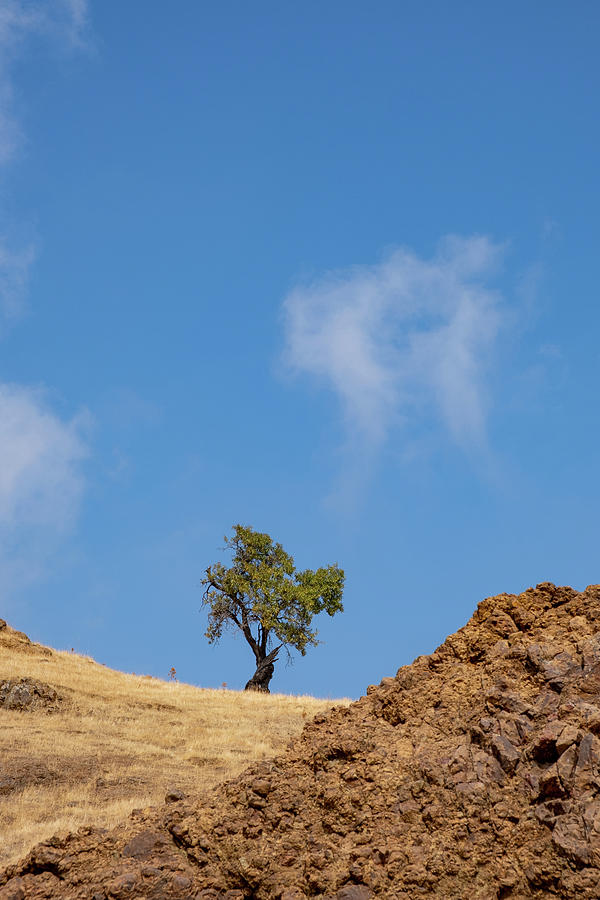 Lonely tree on a dry field against blue sky #1 Photograph by Michalakis Ppalis