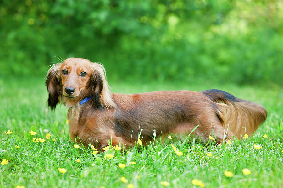Long-haired Miniature Dachshund Photograph by Lee Feldstein - Pixels