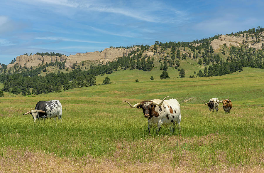 Longhorn Cattle in Nebraska Photograph by Laura Hedien
