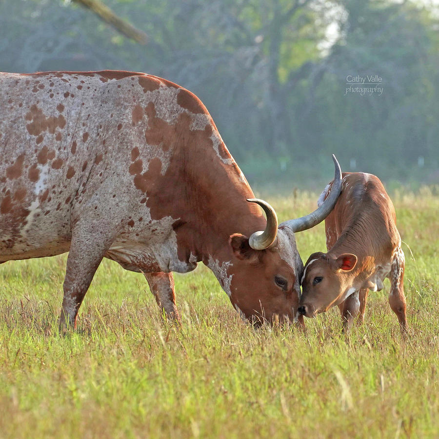 Longhorn Cow And Calf #1 Photograph by Cathy Valle