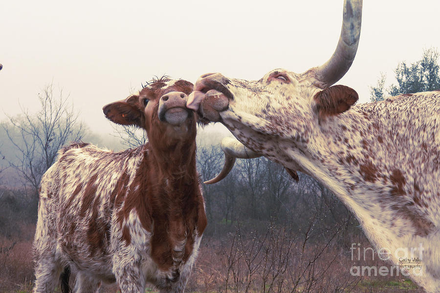 Longhorn cow and calf print #1 Photograph by Cathy Valle