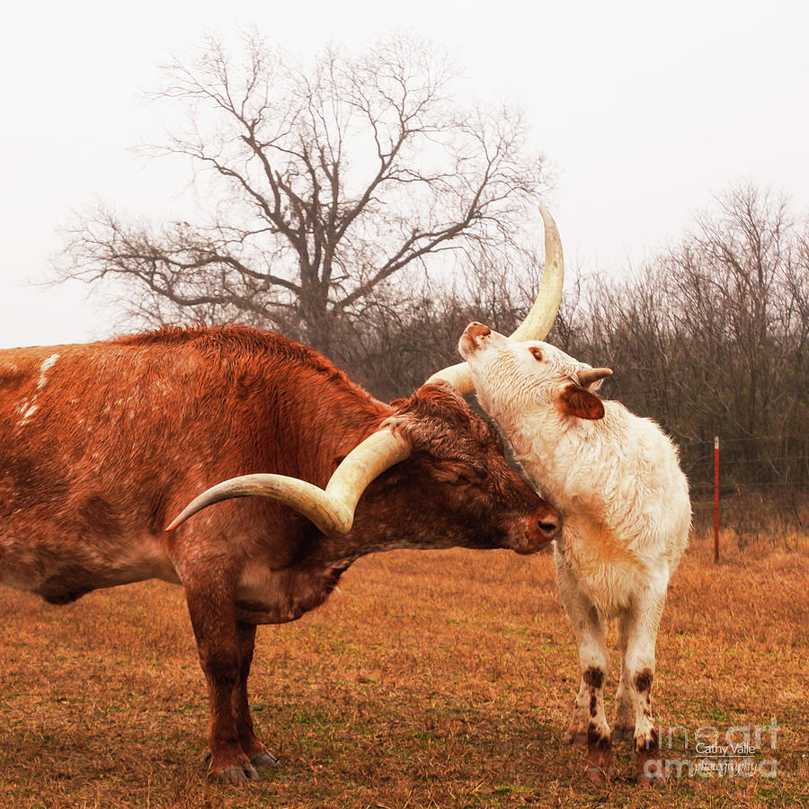 Longhorn Cow Print #1 Photograph by Cathy Valle