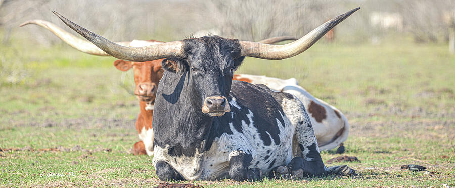Longhorns #1 Photograph by Christopher Rice