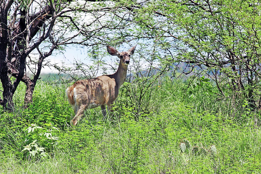 Deer Photograph - Looking For Shade by Robert Harris