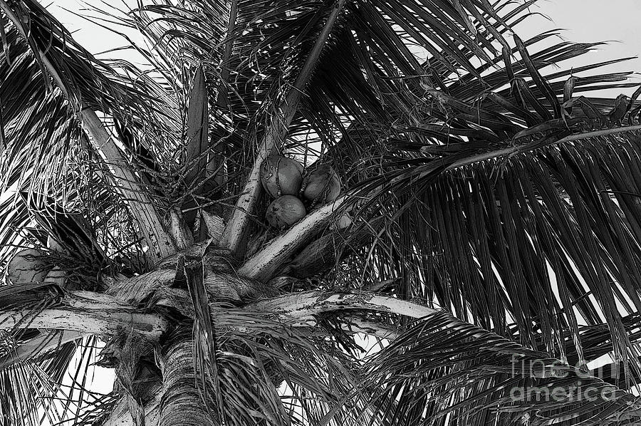 The Palms - Study II Photograph by Doc Braham