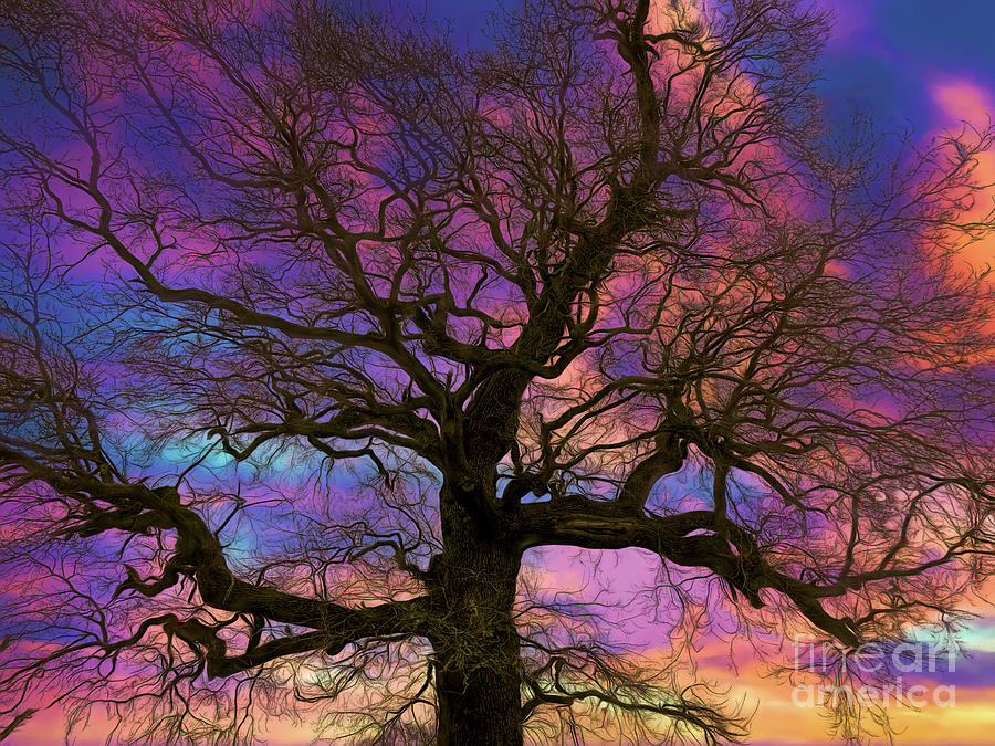 Tree Photograph - Looking Up by Leigh Kemp Tree Photograph - Looking Up by Leigh Kemp