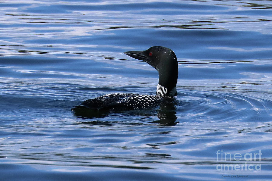 Loon Calling Its Mate #2 Photograph by Sandra Huston