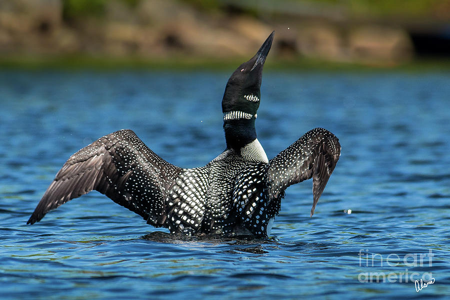 Loon Wings #1 Photograph by Alana Ranney