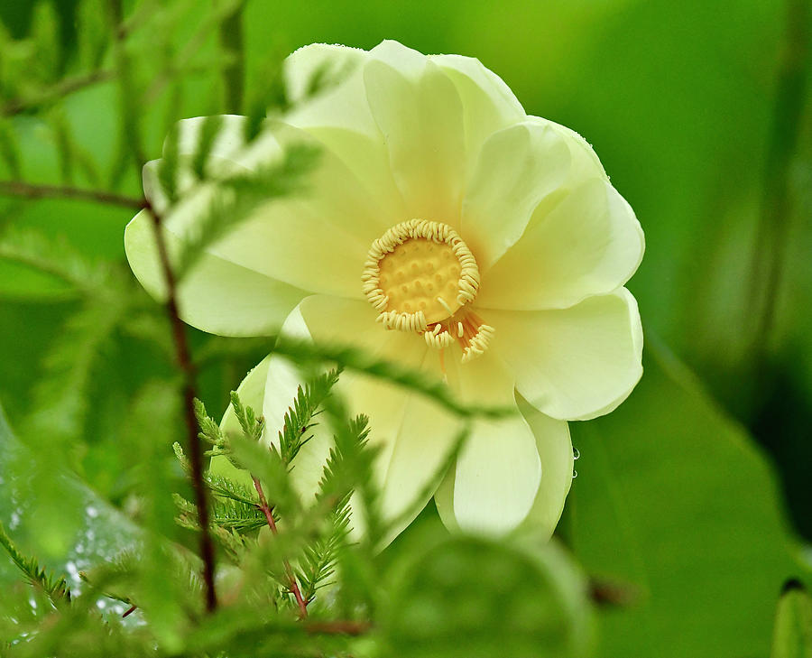 Lotus Blossom #1 Photograph by David Campione