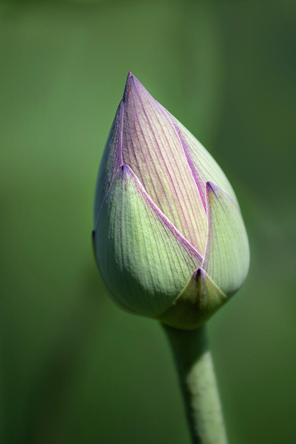 Lotus Bud #1 Photograph by Gary Geddes