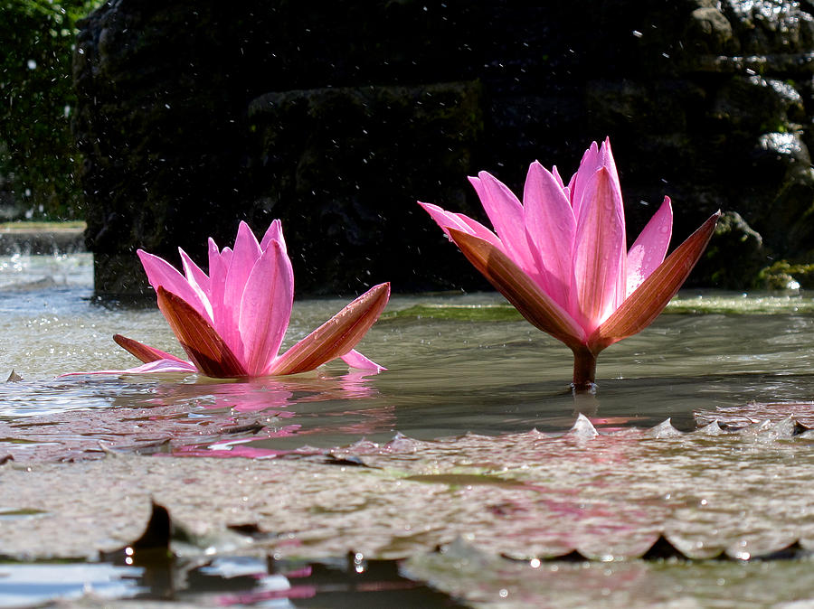 Lotus Flower Bali #1 Photograph by Mark Egerton