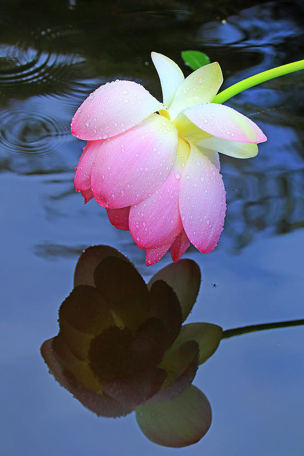 Lotus Flower Drooping in the Rain #1 Photograph by Shixing Wen