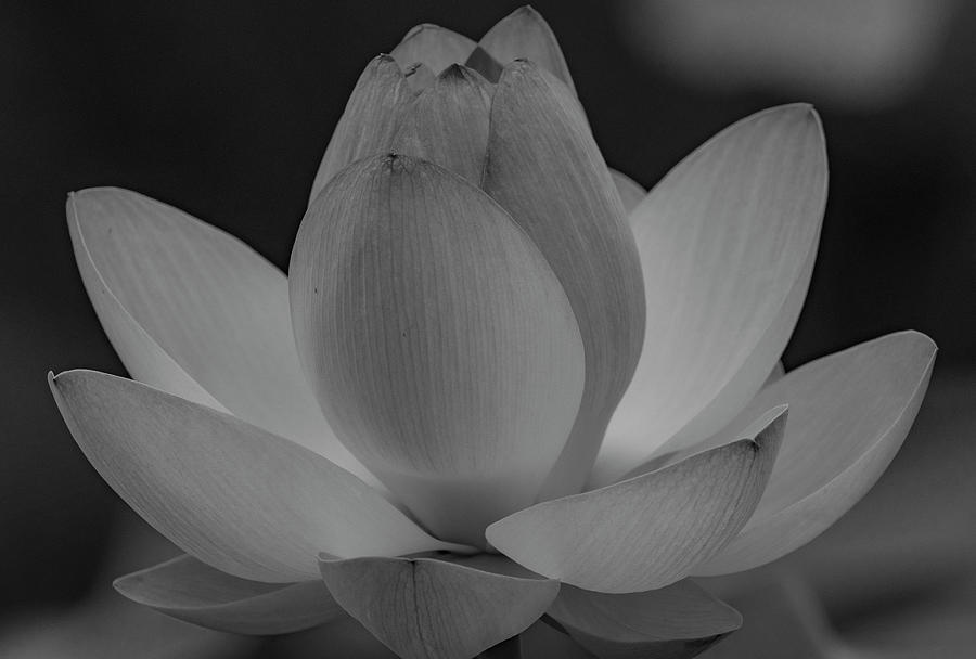 Flowers Still Life Photograph - Lotus Flower #1 by Kari McDonald