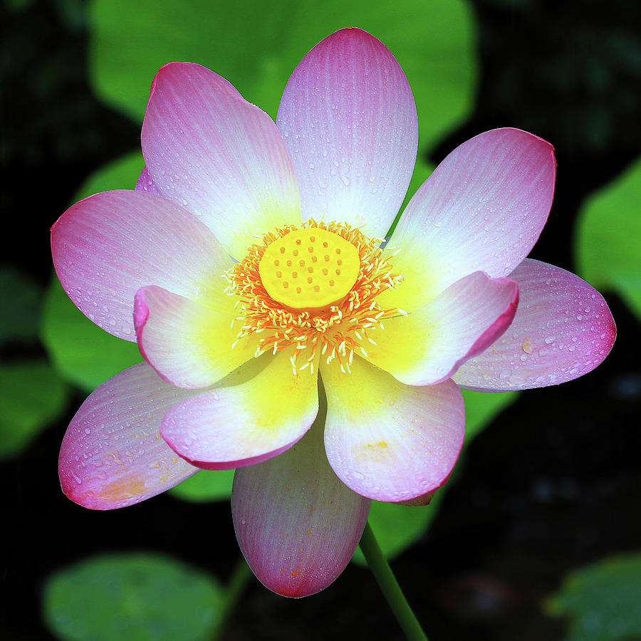 Lotus Flower #1 Photograph by Shixing Wen