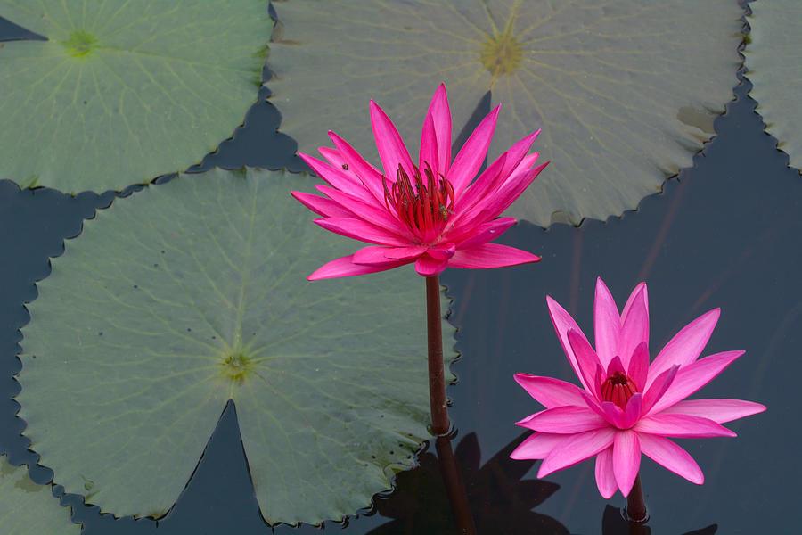 Lotus flowers, Waterlily #1 Photograph by Thanit Weerawan