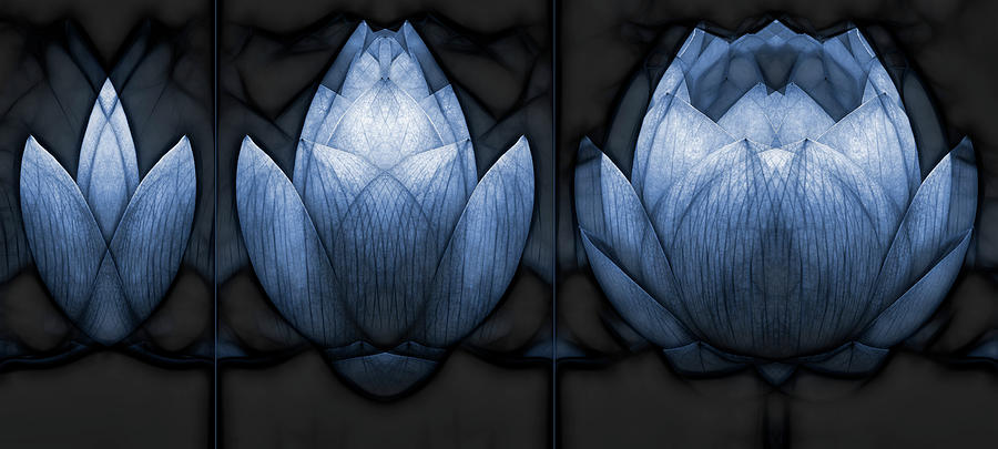 Abstract Photograph - Lotus In Transition #1 by Wayne Sherriff