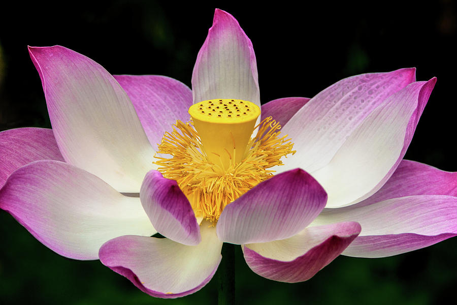 Lotus #2 Photograph by Louise Tanguay