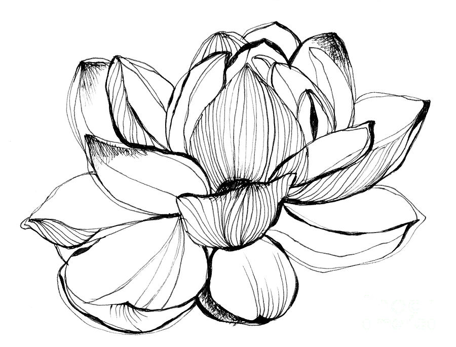 Black white drawing flower leaves hi-res stock photography and images -  Alamy