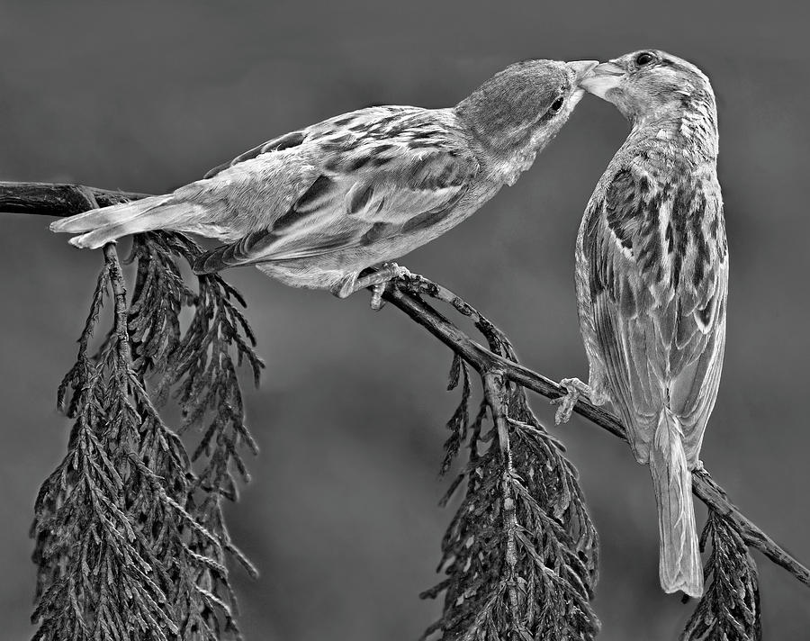 Love Birds #1 Photograph by Susan Candelario