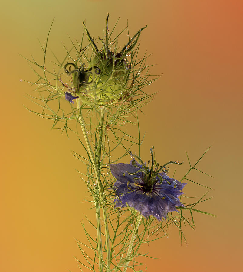 Love in a Mist #1 Photograph by Jean Noren