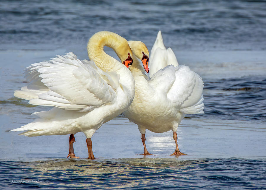 Love Swans #1 Photograph by LeeAnn McLaneGoetz McLaneGoetzStudioLLCcom