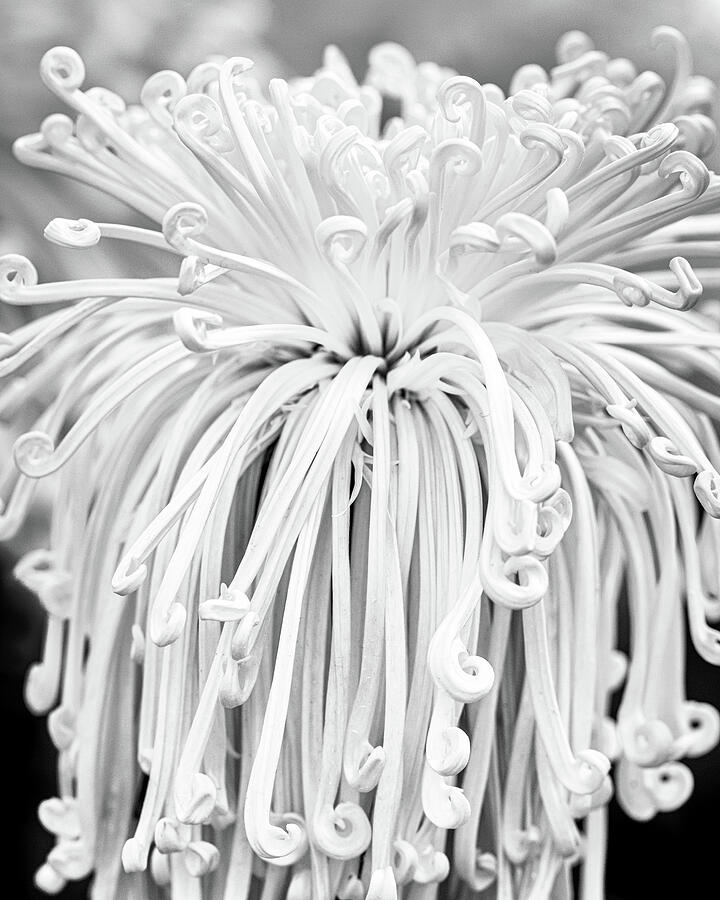 Lovely Curls in Monochrome Photograph by Elvira Peretsman