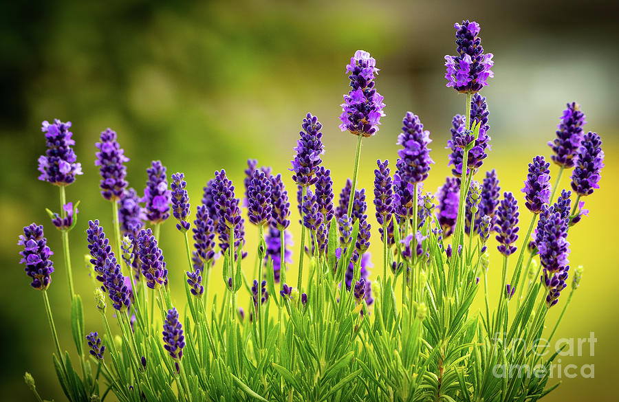 Lovely Lavender #1 Photograph by Nick Boren