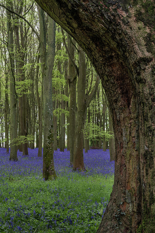 Lovely Soft Spring Light In Bluebell Woodland With Vibrant Color Photograph