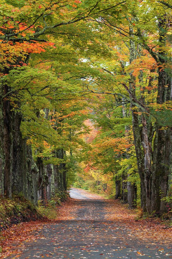 Lovers Lane Early Autumn #1 Photograph by White Mountain Images
