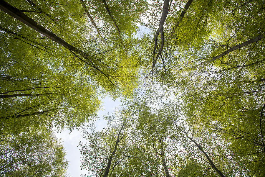 Low angle view of beech forest in springtime #1 Photograph by © Santiago Urquijo