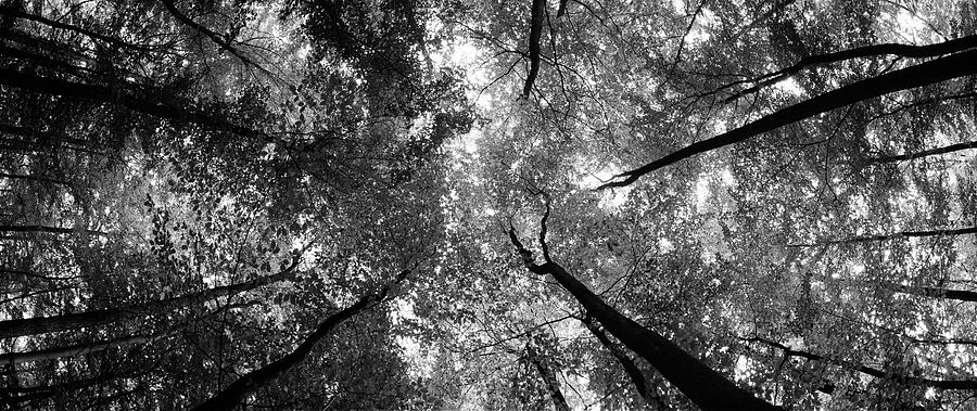 Low angle view of trees, Bavaria, Germany #1 Photograph by Panoramic Images
