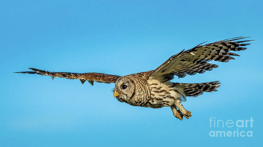 Low Flying Owl Photograph By Tom Claud Pixels   1 Low Flying Owl Tom Claud 