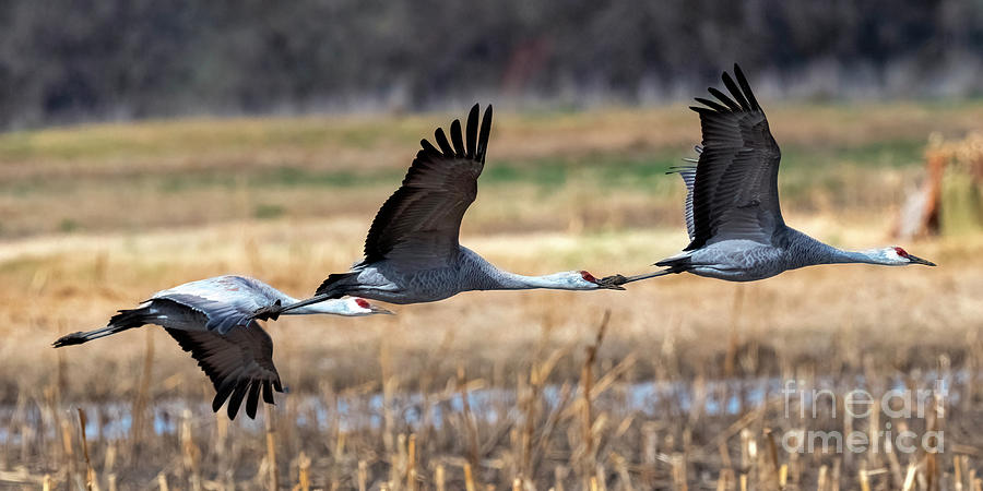 Cranes Low Level Flyby Photograph by Michael Dawson