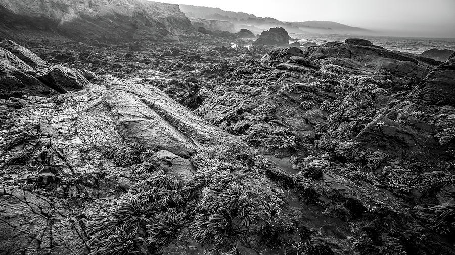Low tide exposes green sea weed attached to dark rocks #1 Photograph by Mike Fusaro