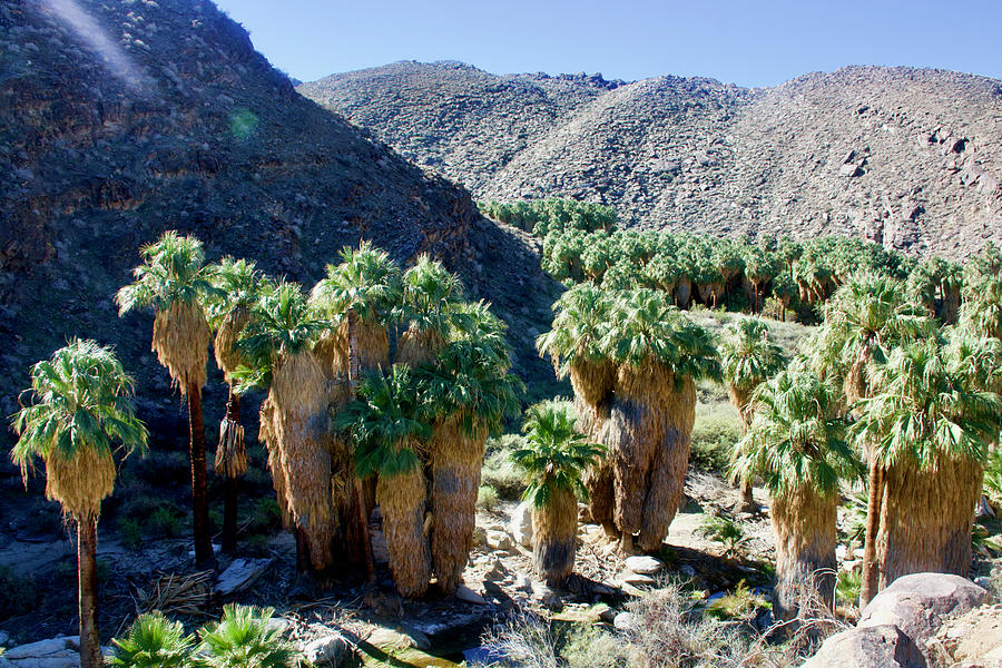 Lower Palm Canyon from Beginning of Fern Trail in Indian Canyons near Palm Springs, California  #2 Photograph by Ruth Hager