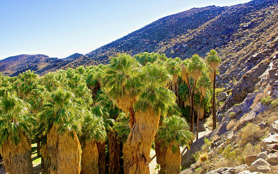 Lower Palm Canyon in Indian Canyons near Palm Springs, California  #1 Photograph by Ruth Hager