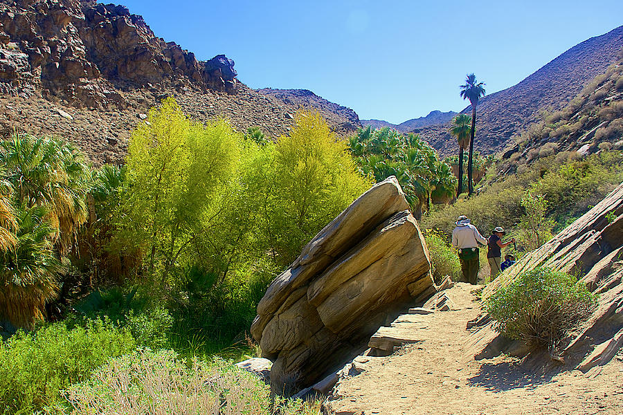 Lower Palm Canyon Trail in Indian Canyons near Palm Springs, California  #1 Photograph by Ruth Hager