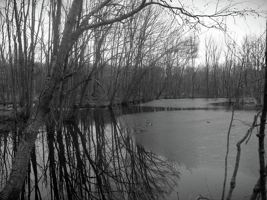 Lowland Swamp, Bethany CT Photograph by Thomas Henthorn - Fine Art America