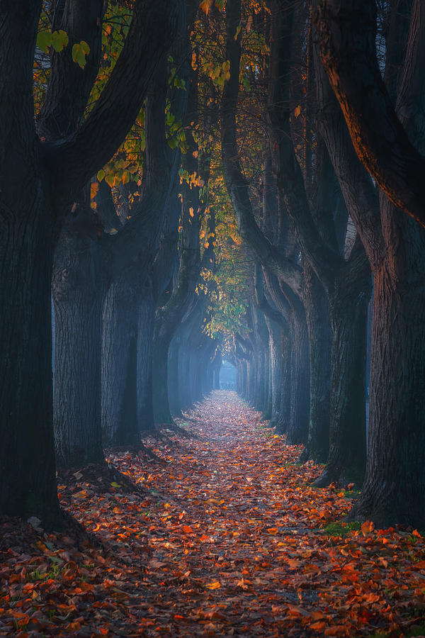 Lucca, autumn foliage in tree lined walkway. Tuscany, Italy. #1 Photograph by Stefano Orazzini