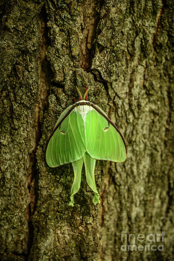 Luna Moth Photograph