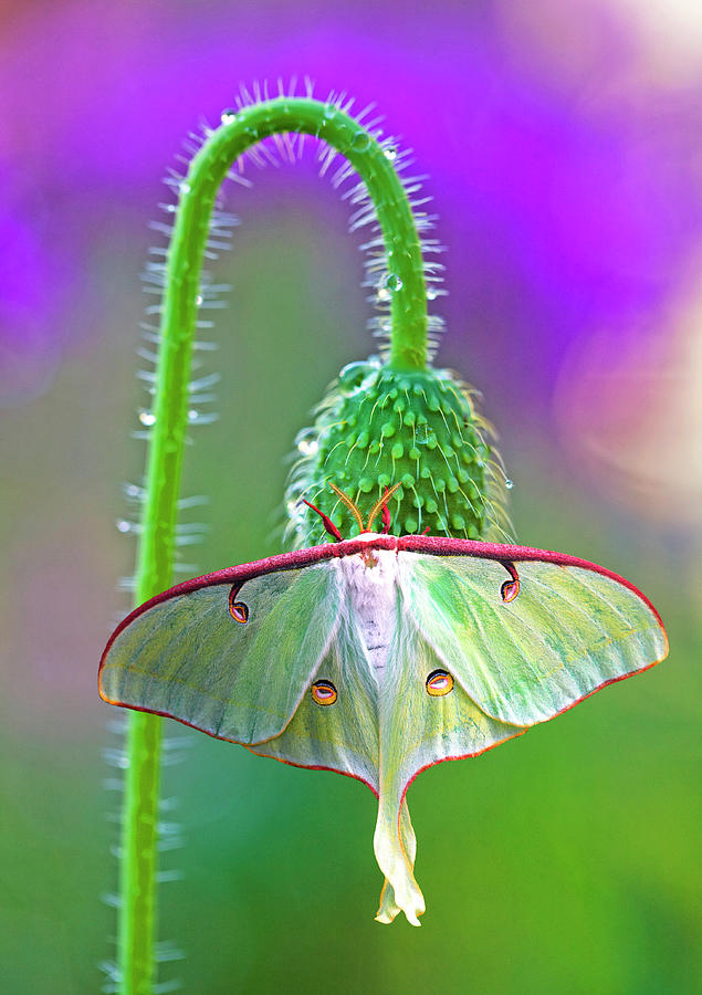 Luna Moth #1 Photograph by Buddy Mays