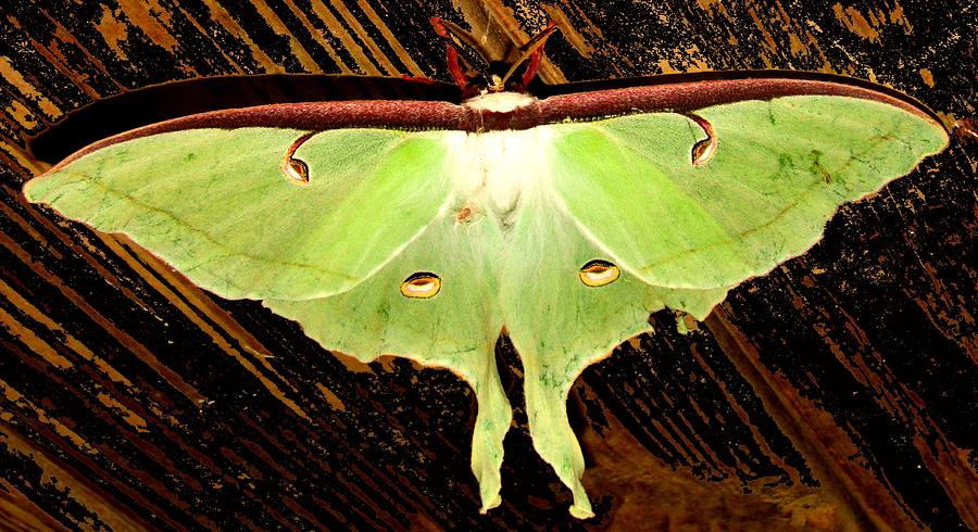 Luna Moth #1 Photograph by Joshua Bales