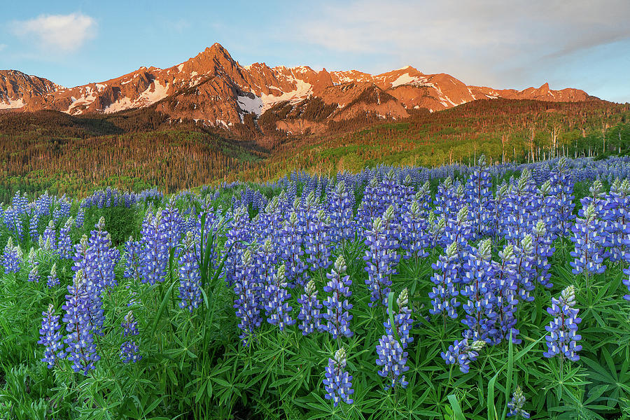 Lupine Meadow #1 Photograph by Angela Moyer