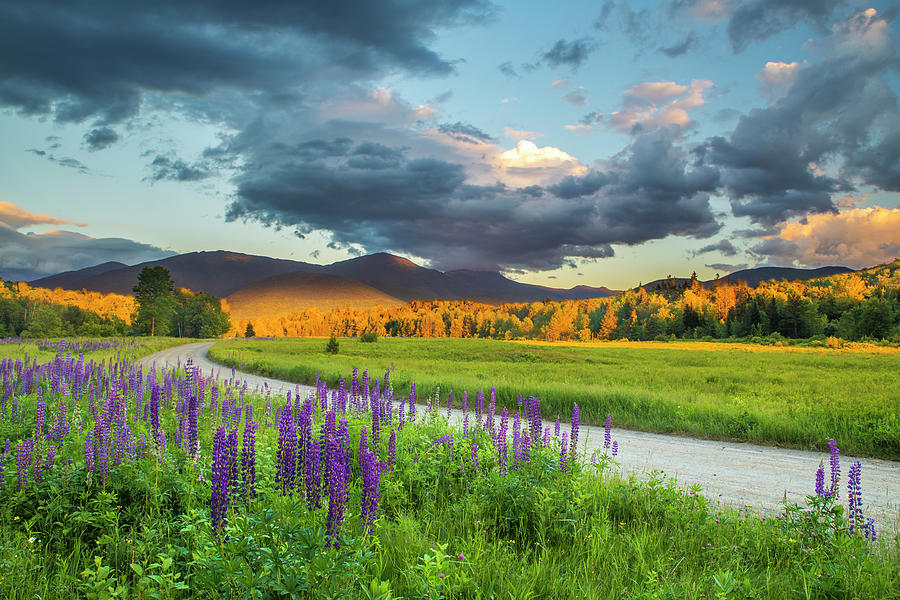 Lupine Sunset Road #1 Photograph by White Mountain Images