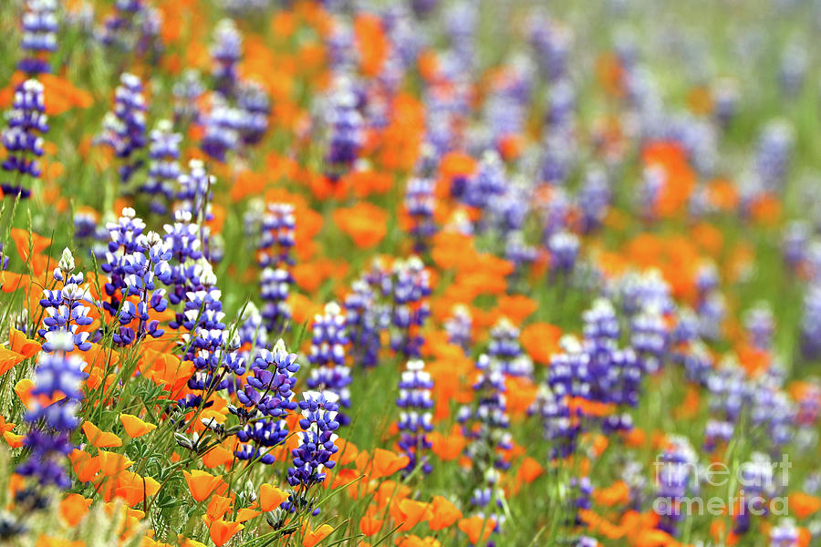 Lupines and Poppies #1 Photograph by Vivian Krug Cotton