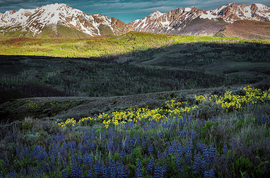 Lupines #1 Photograph by Bitter Buffalo Photography