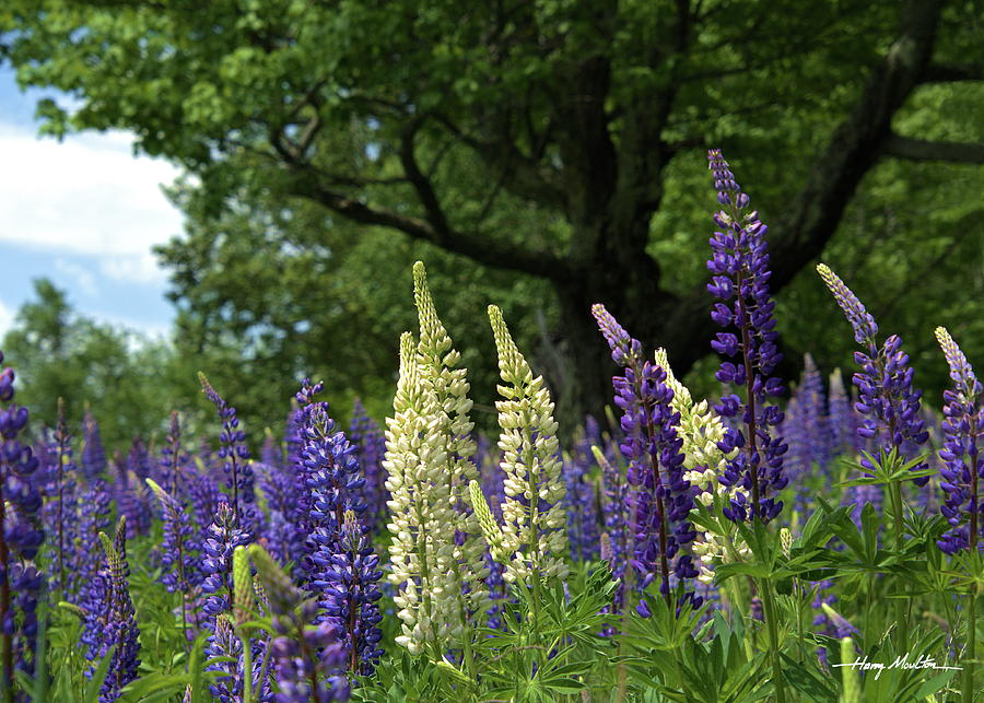 Lupines #1 Photograph by Harry Moulton